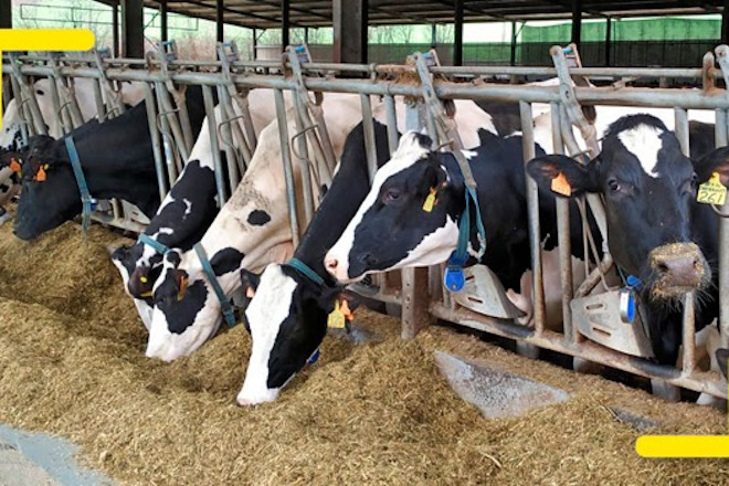 Webinar sobre sustentabilidade do sector vacún leiteiro: Aposta pola innovación e competitividade