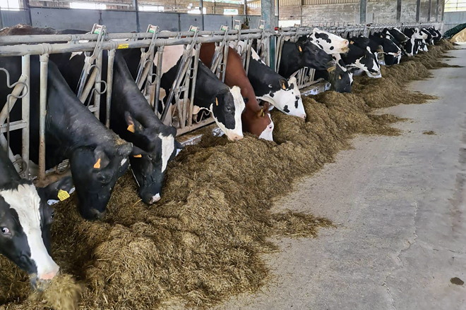 As vacas holstein e as procross comparten instalacións e están mesturadas no mesmo lote