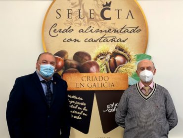 Coren compra 4,7 millóns de quilos de castaña galega para a súa gama de porco Selecta