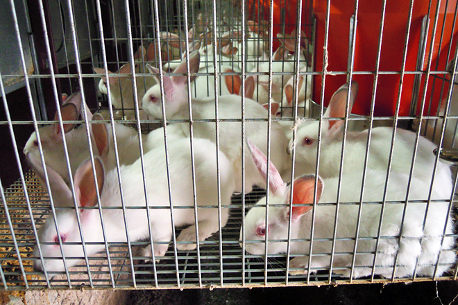 Coellos nunha explotación no concello lucense de Alfoz