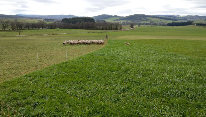 Gandeiros de ovino que pacen en inverno as pradeiras dos de vacún de leite: Un exemplo de beneficio mutuo