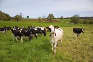¿Con qué tipo de alimentación emiten menos CO2 as vacas?