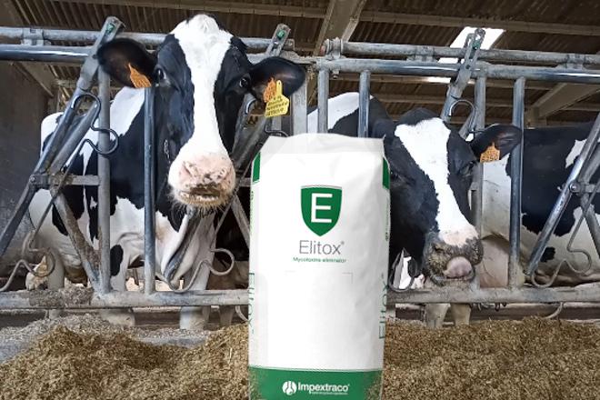 Elitox®: O produto que elimina as micotoxinas do gando