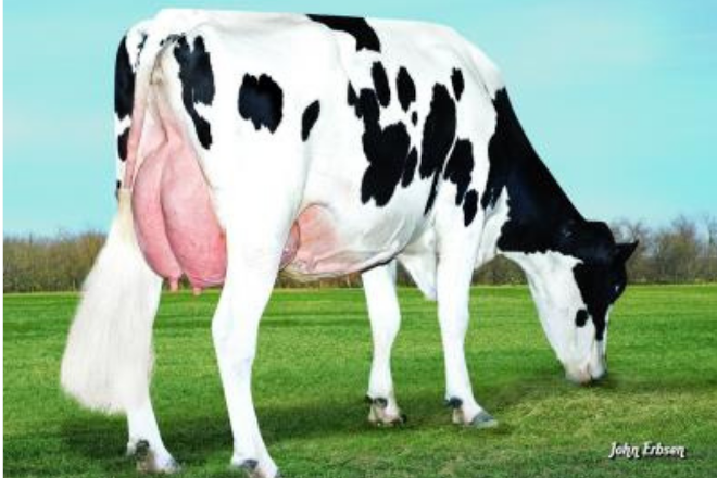 Promoción de embriones Holstein A2A2