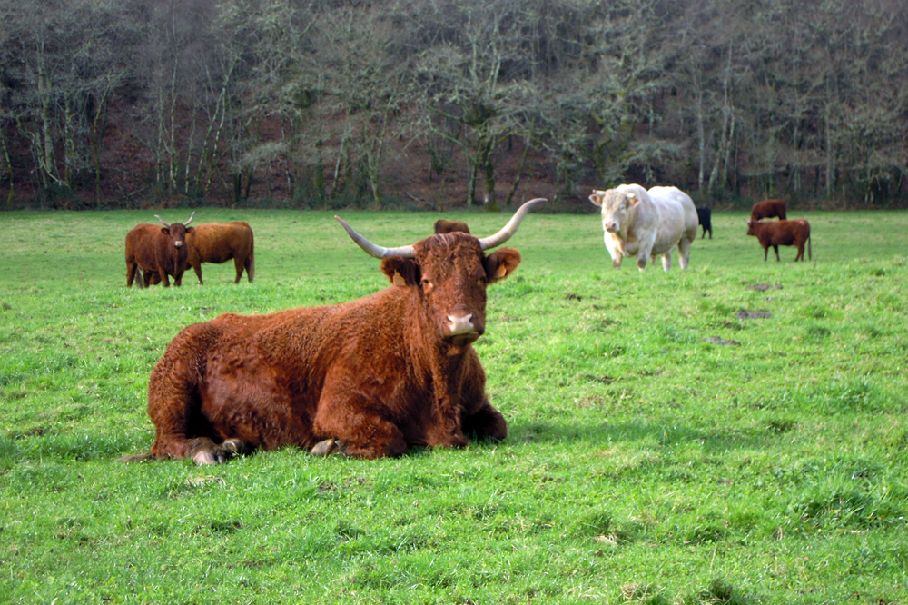 Unha vaca salers, en primeiro plano, e, detrás dela, un dos 5 touros charoleses