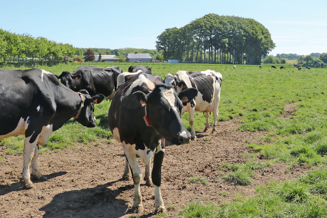As vacas están pastoreo libre en dúas parcelas de 4,5 hectáreas, nas que van alternando