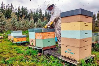 Convocadas as axudas para produción e comercialización de mel