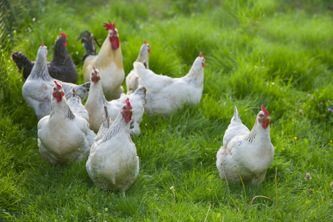 De Heus presenta su nueva gama de piensos para gallinas ponedoras