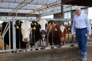 Un estudo con 3.500 vacas leiteiras demostra que os animais híbridos son máis rendibles nas ganderías