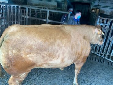 Unha vaca de raza Rubia Galega alcanza un peso de 884 quilos en canal