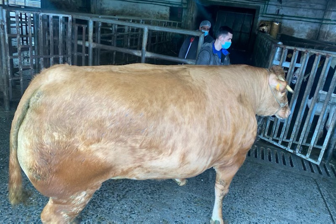 Unha vaca de raza Rubia Galega alcanza un peso de 884 quilos en canal