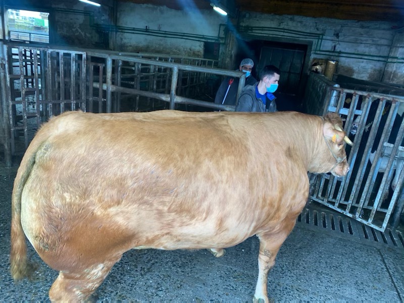 Una vaca de raza Rubia Gallega alcanza un peso de 884 kilos en canal