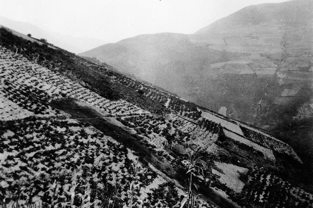 Foto dos anos 30, coas ladeiras de Coea ateigadas de viñedos onde se chegaban a recoller 90.000 quilos de uva / Arquivo Ebeling