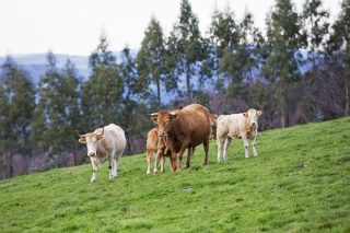 O Sindicato Labrego pide unha liña inmediata de axudas por vaca nodriza e a potenciación da venda directa