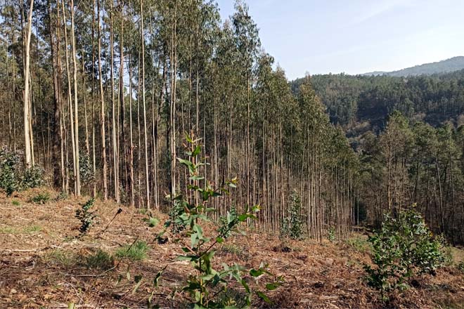 La Xunta anuncia un plan de control de nuevas plantaciones de eucalipto
