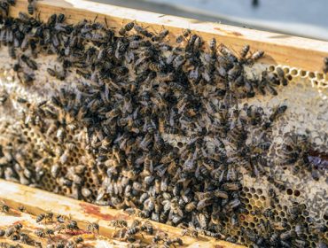 A Casa do Mel de Goente logra financiamento para continuar co programa de selección xenética da abella negra local
