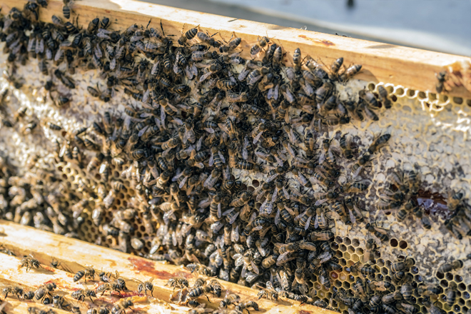 Abundantes abellas en todos os cadros para unha división satisfactoria