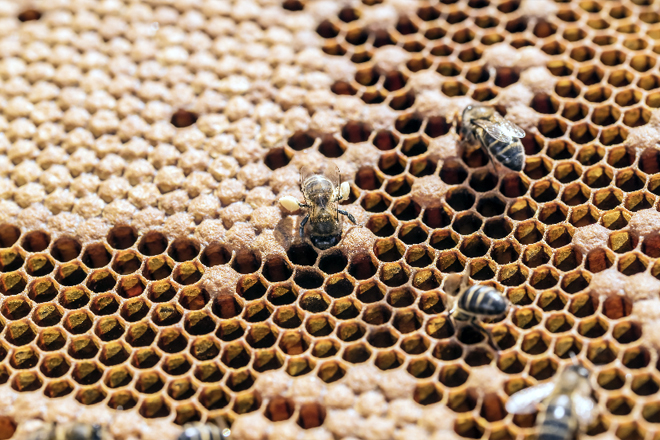 Impulsan un centro de selección xenética da abella autóctona no Xurés