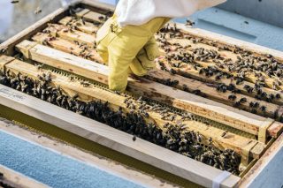 Ábrese o prazo de solicitudes das axudas de apicultura