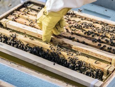 Ábrese o prazo de solicitudes das axudas de apicultura