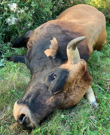 Campaña de apoio á gandeira asturiana á que lle envenenaron un touro