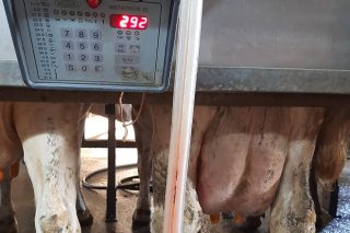Claves para reducir o coste de producir un litro de leite nas granxas galegas