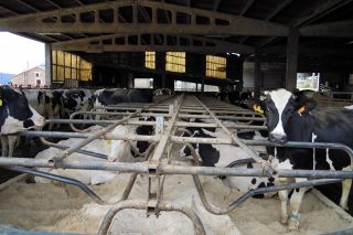 O estudo de custos de produción das granxas de leite dilúese na indefinición