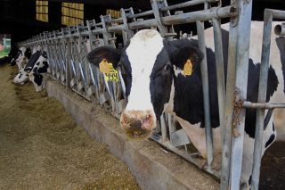 Ofertas iniciais á baixa para a renovación dos contratos do leite na primavera