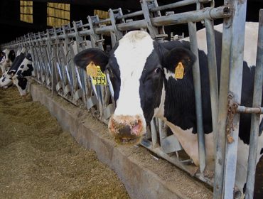 Ofertas iniciais á baixa para a renovación dos contratos do leite na primavera