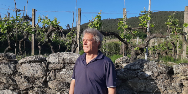 “O sector do viño galego coxea en viticultura, en coñecer e coidar os solos da viña”