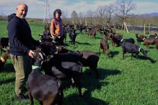 Touza Vella, pioneiros do queixo de cabra en Galicia