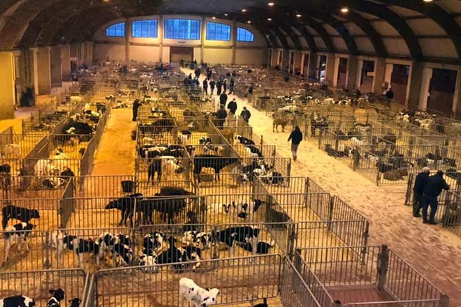 Amio recupera la afluencia habitual de ganado y registra subidas en Ternera Gallega