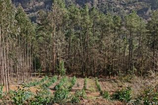 Un 60 por cento dos propietarios forestais considera a moratoria do eucalipto unha medida “regular”