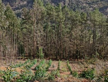 A inminente moratoria do eucalipto desencadea un efecto boomerang de plantacións
