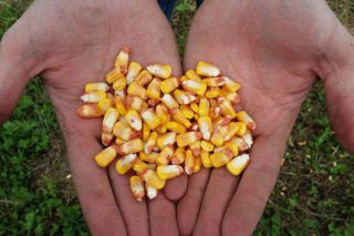 O Goberno aproba facilitar a importación de millo de Arxentina e Brasil