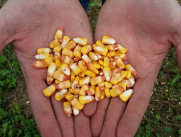 O Goberno aproba facilitar a importación de millo de Arxentina e Brasil