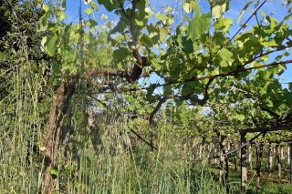 Aconsellan renovar os tratamentos contra o mildio na viña e controlar a herba