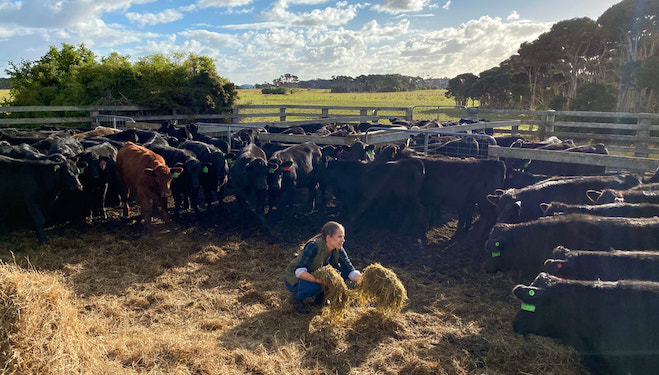 Ganadería Gado, más de 2.000 cabezas de ganado en Australia alimentadas 100% con pasto