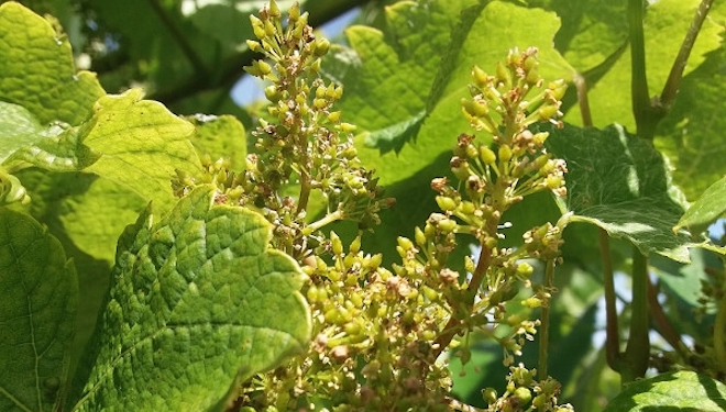 Areeiro recomienda extremar la protección de las viñas en la floración
