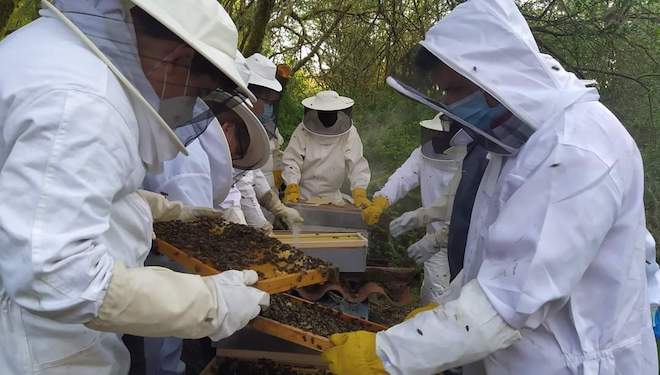 Selección genética de la abeja gallega, colmenas más resistentes a enfermedades, productivas y mansas