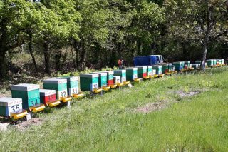 O manexo das masas vexetais como vía para mellorar a apicultura