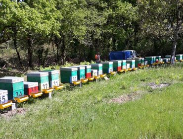 Xornada online sobre manexo de masas vexetais para apicultura