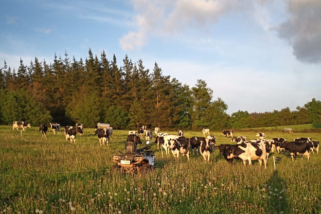 Vacas na gandería de José Manuel Santín