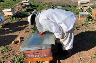 Novas alternativas para combater a varroa no apiario