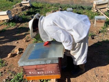 Novas alternativas para combater a varroa no apiario