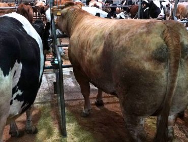 Vaca de récord en Silleda este martes, vendida por máis de 4.400 euros