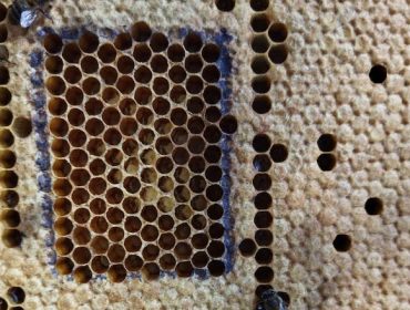 Xornadas de formación sobre o uso cosmético da cera de abella