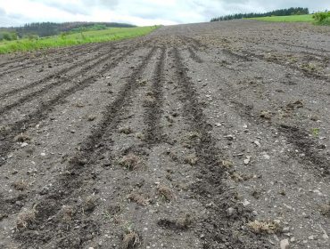Agromuralla advirte de importantes danos provocados “pola praga dos xabaríns” nas terras do millo