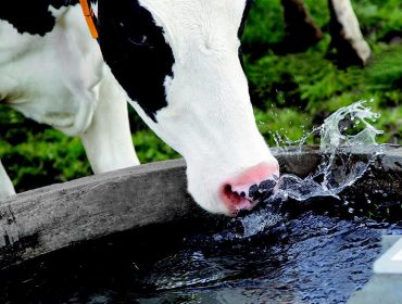 Cal é a pegada de carbono e a pegada hídrica de producir un litro de leite en Galicia?