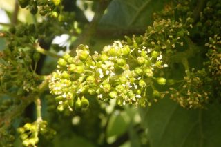 Areeiro aconsella revisar as viñas e renovar tratamentos ante síntomas de mildio